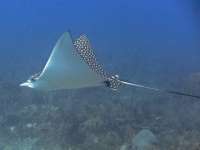 Great day of scuba diving in Key Largo with Rainbow Reef on drift molasses tropical voyager 2015 07 25 r1804 1
