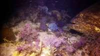 Great day of scuba diving in Key Largo with Rainbow Reef on eagle ray alley tropical odyssey 2015 07 18 r1779 1