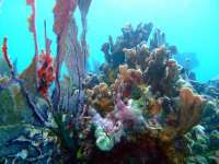 Great day of scuba diving in Key Largo with Rainbow Reef on fire coral cave tropical odyssey 2015 07 13 r1753 1