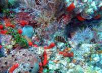 Great day of scuba diving in Key Largo with Rainbow Reef on molasses reef tropical odyssey 2015 07 02 r1705 1