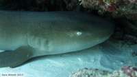 Great day of scuba diving in Key Largo with Rainbow Reef on snapper ledge tropical odyssey 2015 07 16 r1764 1