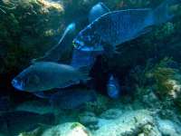 Great day of scuba diving in Key Largo with Rainbow Reef on winch hole tropical odyssey 2015 06 01 r1572 3