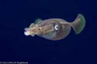 Great day of scuba diving in Key Largo with Rainbow Reef on winch hole tropical odyssey 2015 06 27 r1685 1