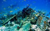 Great day of scuba diving in Key Largo with Rainbow Reef on city of washington tropical odyssey 2015 03 03 r1248 1