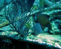Great day of scuba diving in Key Largo with Rainbow Reef on city of washington tropical odyssey 2015 03 03 r1248 4