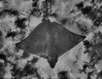 Great day of scuba diving in Key Largo with Rainbow Reef on eagle ray alley tropical odyssey 2015 03 28 r1331 1