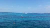 Great day of scuba diving in Key Largo with Rainbow Reef on elbow reef tropical adventure 2015 03 24 r1317 1