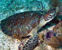 Great day of scuba diving in Key Largo with Rainbow Reef on fire coral cave tropical odyssey 2015 03 02 r1243 1