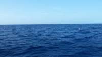 Great day of scuba diving in Key Largo with Rainbow Reef on french reef tropical adventure 2015 03 11 r1266 1