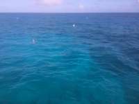 Great day of scuba diving in Key Largo with Rainbow Reef on molasses deep tropical odyssey 2015 03 06 r1255 2