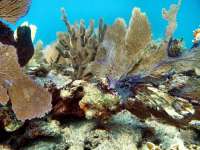 Great day of scuba diving in Key Largo with Rainbow Reef on molasses deep tropical odyssey 2015 03 16 r1280 1