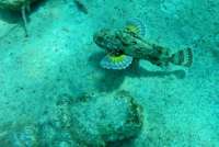 Great day of scuba diving in Key Largo with Rainbow Reef on rebreather drift mo tropical explorer 2015 03 27 r1327 1