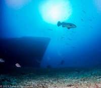 Great day of scuba diving in Key Largo with Rainbow Reef on uscgc duane tropical voyager 2015 03 18 r1287 1