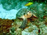 Great day of scuba diving in Key Largo with Rainbow Reef on banana patch tropical voyager 2015 05 18 r1514 1