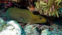 Great day of scuba diving in Key Largo with Rainbow Reef on fire coral cave tropical odyssey 2015 05 18 r1513 2