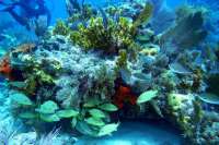 Great day of scuba diving in Key Largo with Rainbow Reef on snapper ledge tropical odyssey 2015 05 08 r1479 2