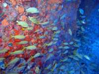 Great day of scuba diving in Key Largo with Rainbow Reef on spiegel grove tropical odyssey 2015 05 19 r1518 2