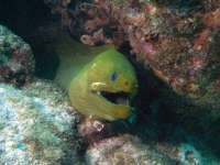 Great day of scuba diving in Key Largo with Rainbow Reef on benwood wreck tropical odyssey 2015 11 29 r2318 1