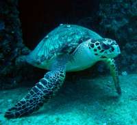 Great day of scuba diving in Key Largo with Rainbow Reef on christmastree cave tropical odyssey 2015 11 08 r2253 2
