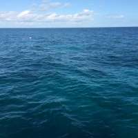Great day of scuba diving in Key Largo with Rainbow Reef on french reef tropical adventure 2015 11 13 r2287 1