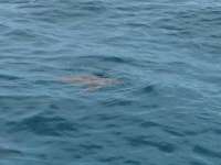 Great day of scuba diving in Key Largo with Rainbow Reef on city of washington tropical explorer 2015 10 11 r2139 1