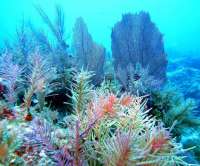 Great day of scuba diving in Key Largo with Rainbow Reef on pickle barrel wreck tropical odyssey 2015 10 30 r2212 1