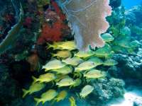 Great day of scuba diving in Key Largo with Rainbow Reef on snapper ledge tropical odyssey 2015 10 04 r2103 1