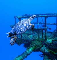 Great day of scuba diving in Key Largo with Rainbow Reef on uscgc duane tropical adventure 2015 10 05 r2105 1