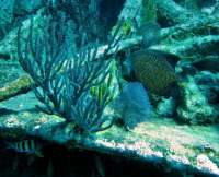 Great day of scuba diving in Key Largo with Rainbow Reef on city of washington tropical odyssey 2015 09 29 r2082 2