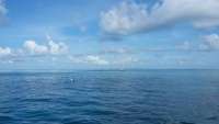 Great day of scuba diving in Key Largo with Rainbow Reef on french reef tropical adventure 2015 09 04 r1962 1