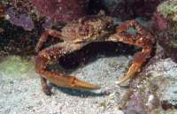 Great day of scuba diving in Key Largo with Rainbow Reef on sand island tropical odyssey 2015 09 09 r1988 1