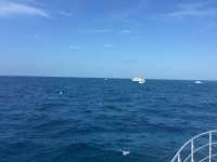 Great day of scuba diving in Key Largo with Rainbow Reef on molasses reef tropical legend 2016 04 23 r2740 1