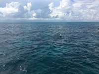 Great day of scuba diving in Key Largo with Rainbow Reef on fire coral cave tropical legend 2016 08 25 r3204 1