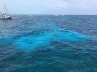 Great day of scuba diving in Key Largo with Rainbow Reef on molasses reef tropical odyssey 2016 08 03 r3136 1