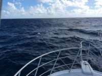 Great day of scuba diving in Key Largo with Rainbow Reef on eagle ray alley tropical adventure 2016 12 24 r3654 1