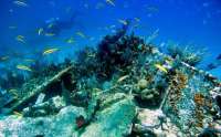Great day of scuba diving in Key Largo with Rainbow Reef on city of washington tropical odyssey 2016 02 09 r2493 1