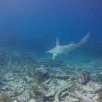 Great day of scuba diving in Key Largo with Rainbow Reef on drift molasses tropical odyssey 2016 02 18 r2520 1