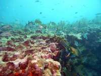 Great day of scuba diving in Key Largo with Rainbow Reef on eagle ray alley tropical odyssey 2016 02 26 r2543 1