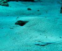Great day of scuba diving in Key Largo with Rainbow Reef on molasses reef tropical odyssey 2016 02 18 r2521 2