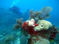 Great day of scuba diving in Key Largo with Rainbow Reef on molasses reef tropical odyssey 2016 02 25 r2541 1