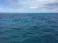 Great day of scuba diving in Key Largo with Rainbow Reef on spiegel grove tropical adventure 2016 02 21 r2530 1