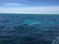 Great day of scuba diving in Key Largo with Rainbow Reef on molasses reef tropical adventure 2016 01 30 r2464 1