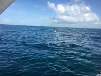 Great day of scuba diving in Key Largo with Rainbow Reef on benwood wreck tropical explorer 2016 07 13 r3058 1