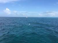 Great day of scuba diving in Key Largo with Rainbow Reef on eagle ray alley tropical legend 2016 07 02 r3004 1