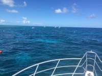 Great day of scuba diving in Key Largo with Rainbow Reef on molasses reef tropical adventure 2016 07 14 r3068 1