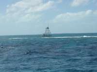 Great day of scuba diving in Key Largo with Rainbow Reef on molasses reef tropical adventure 2016 03 23 r2639 2