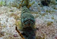 Great day of scuba diving in Key Largo with Rainbow Reef on molasses reef tropical odyssey 2016 03 30 r2669 1