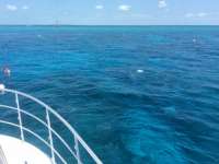 Great day of scuba diving in Key Largo with Rainbow Reef on drift molasses tropical legend 2016 05 22 r2820 1