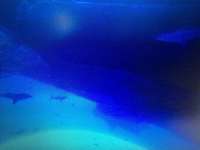 Great day of scuba diving in Key Largo with Rainbow Reef on northern lights tropical explorer 2016 05 25 r2831 1