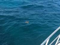 Great day of scuba diving in Key Largo with Rainbow Reef on conch wall tropical adventure 2016 11 16 r3515 2